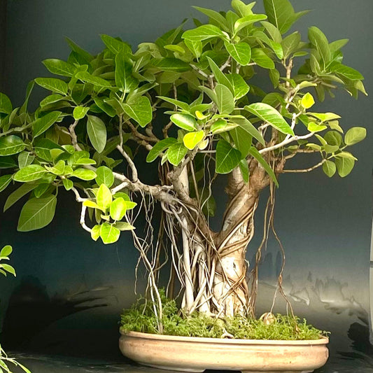 Bonsai Growing Kit - Indian Banyan Fig