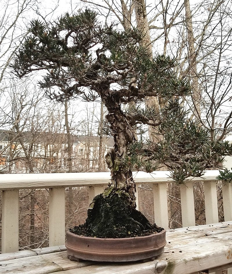 Bonsai Growing Kit - Japanese Black Pine