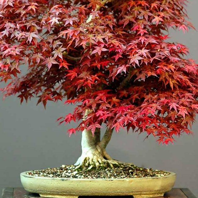 Bonsai Growing Kit - Green Japanese Maple