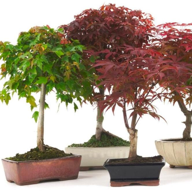 Bonsai Growing Kit - Green Japanese Maple