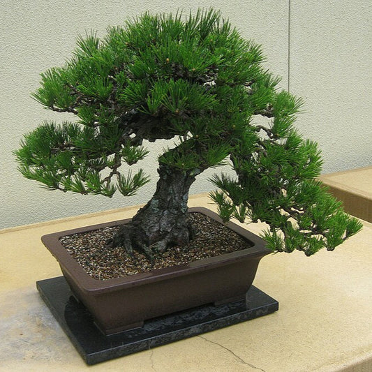 Bonsai Growing Kit - Japanese Black Pine