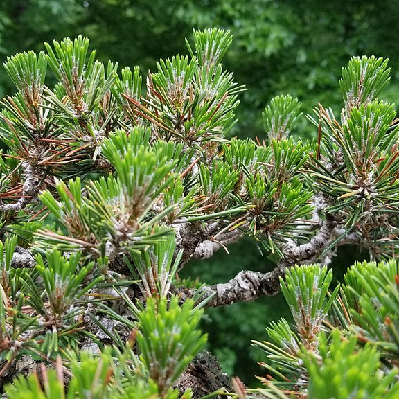 Bonsai Growing Kit - Japanese Black Pine