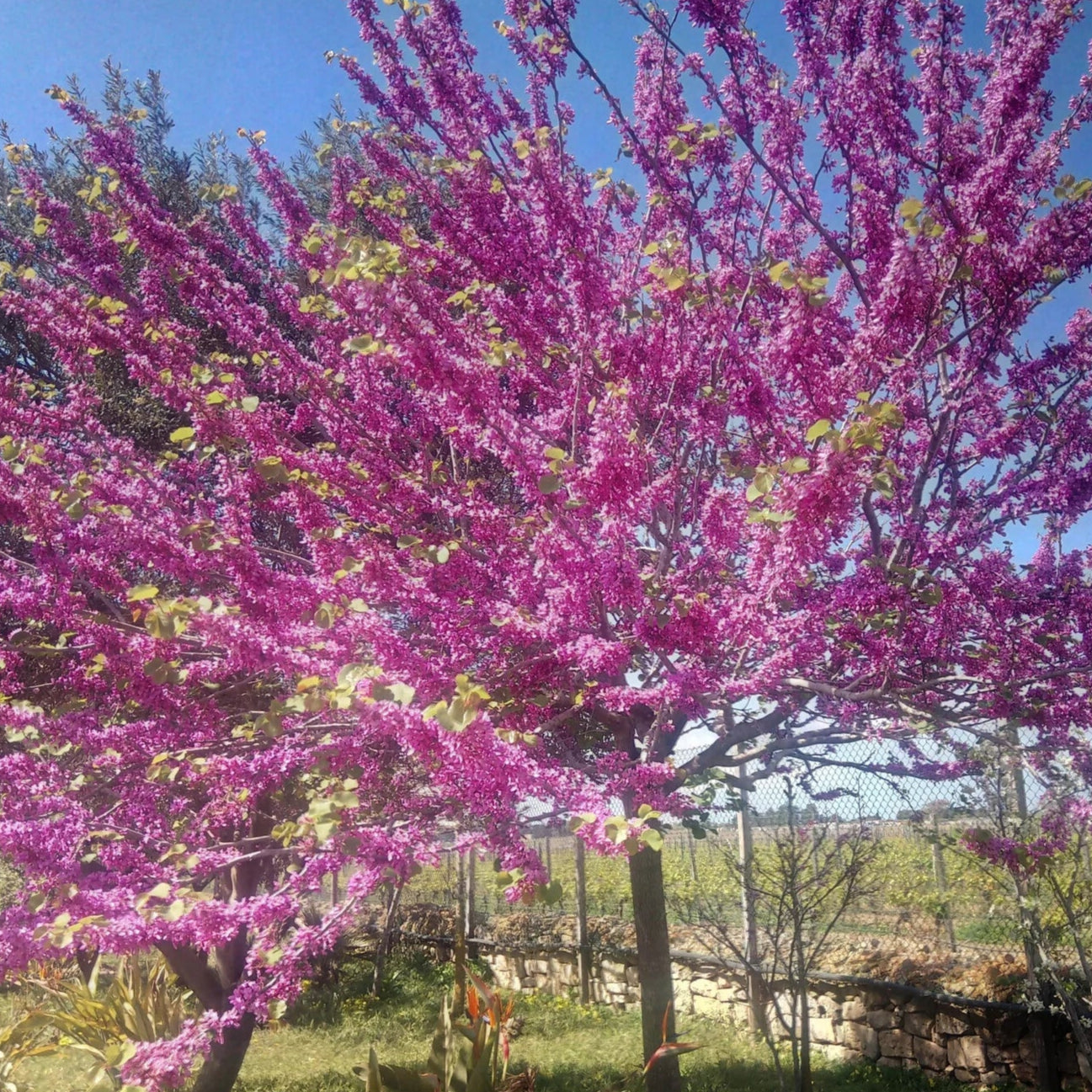 Bonsai Growing Kit - Judas Tree