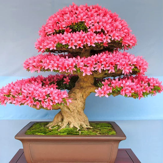 Bonsai Growing Kit - Judas Tree
