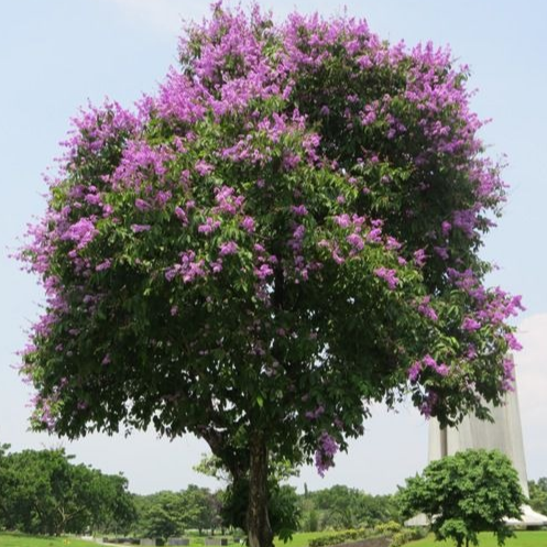 Bonsai Growing Kit -Pride of India