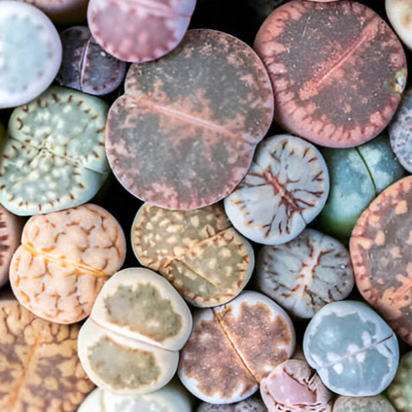 Lithops Growing Kit