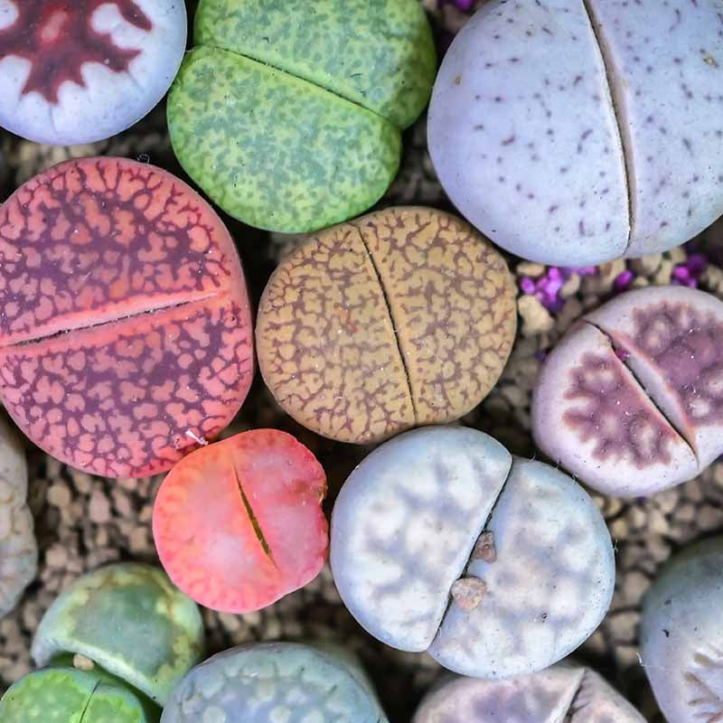 Lithops Growing Kit