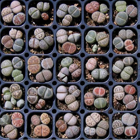 Lithops Growing Kit