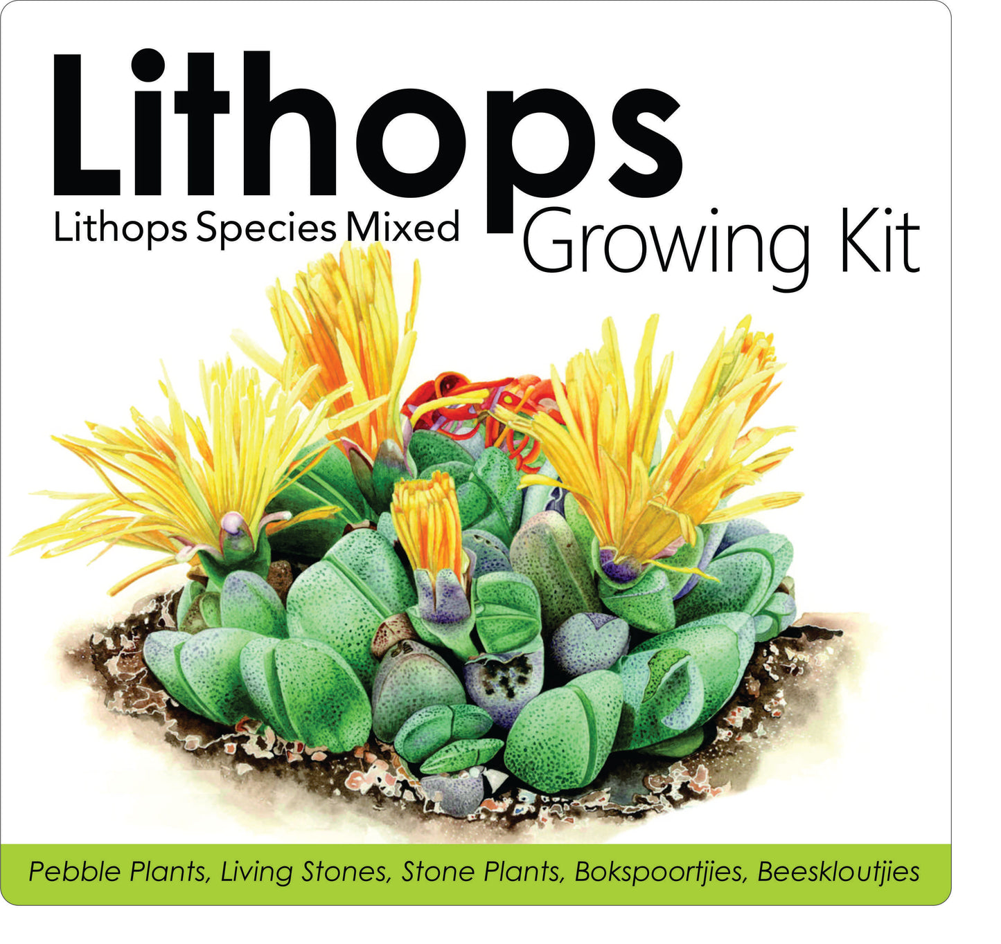 Lithops Growing Kit