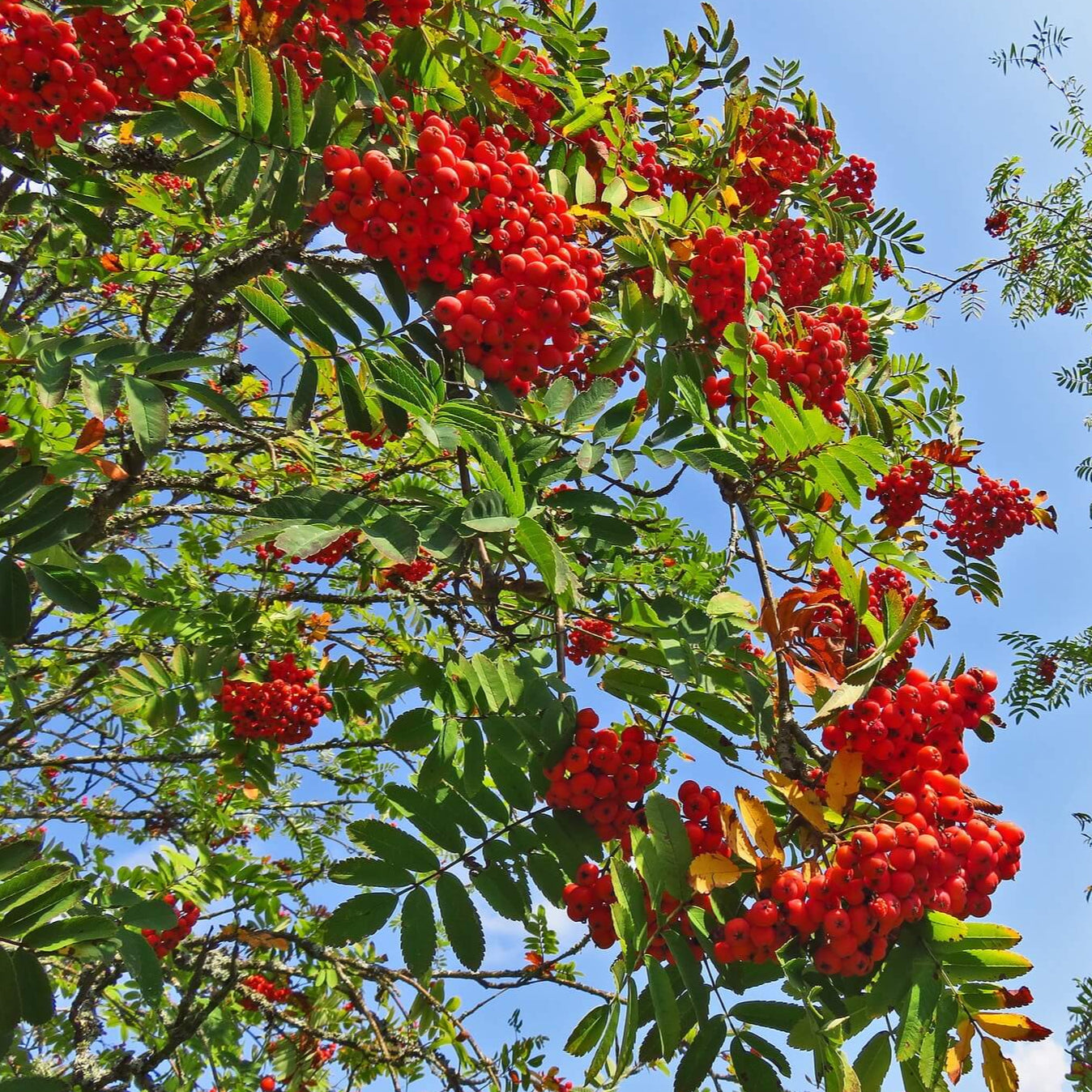 Bonsai Growing Kit - Mountain Ash