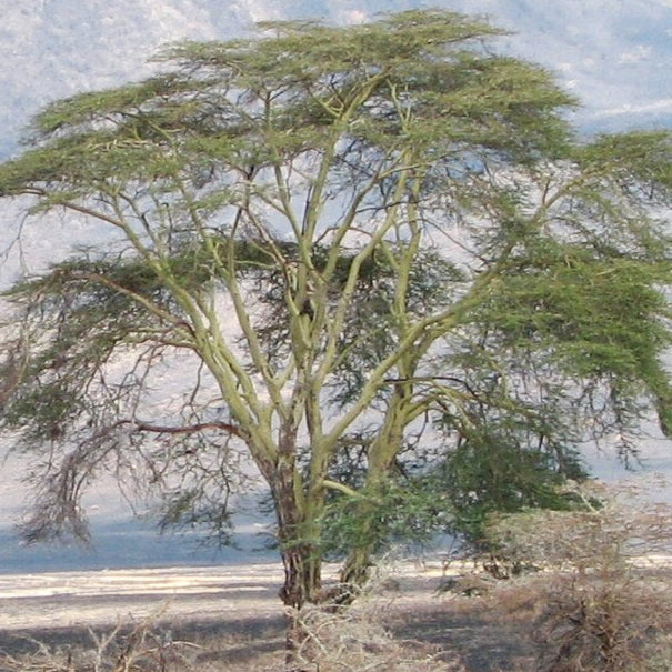 Bonsai Growing Kit - Fever Tree
