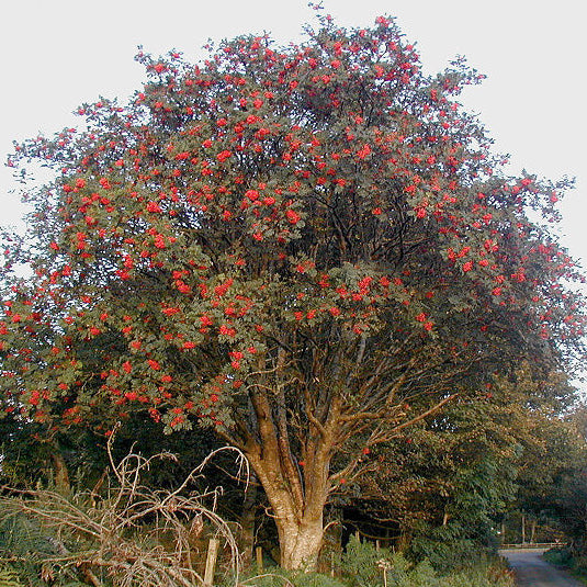 Bonsai Growing Kit - Mountain Ash