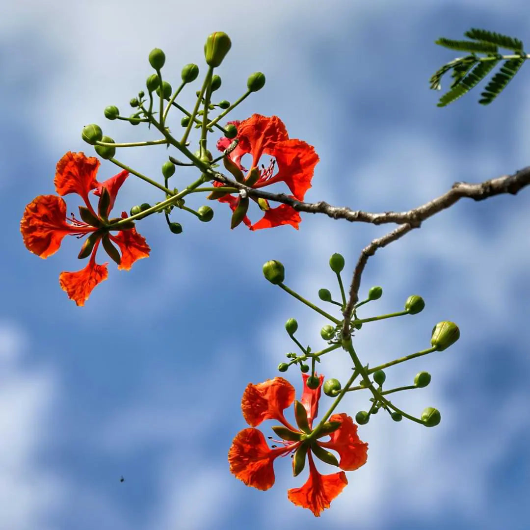 Bonsai Growing Kit - Royal Poinciana, Flamboyant, Flame Tree
