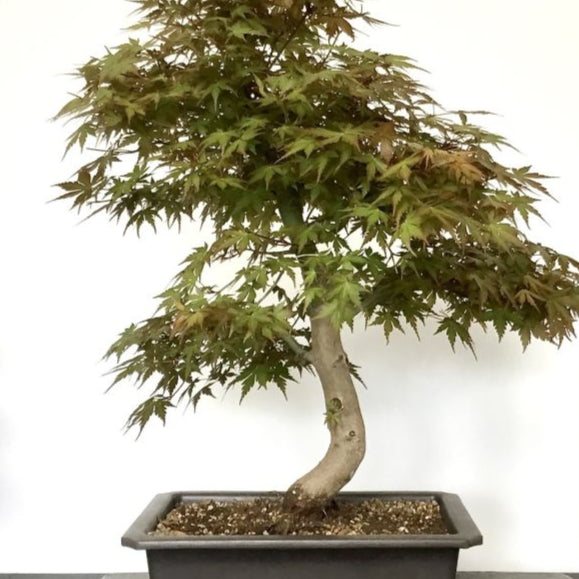 Bonsai Growing Kit - Green Japanese Maple