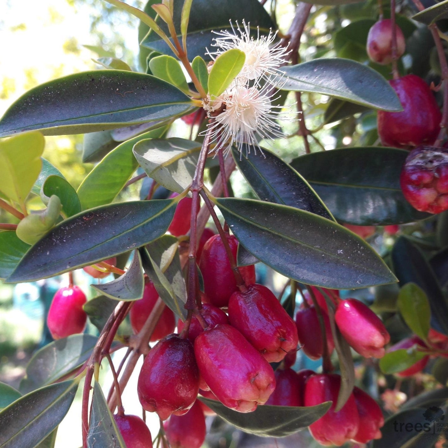 Bonsai Growing Kit - Brush Cherry