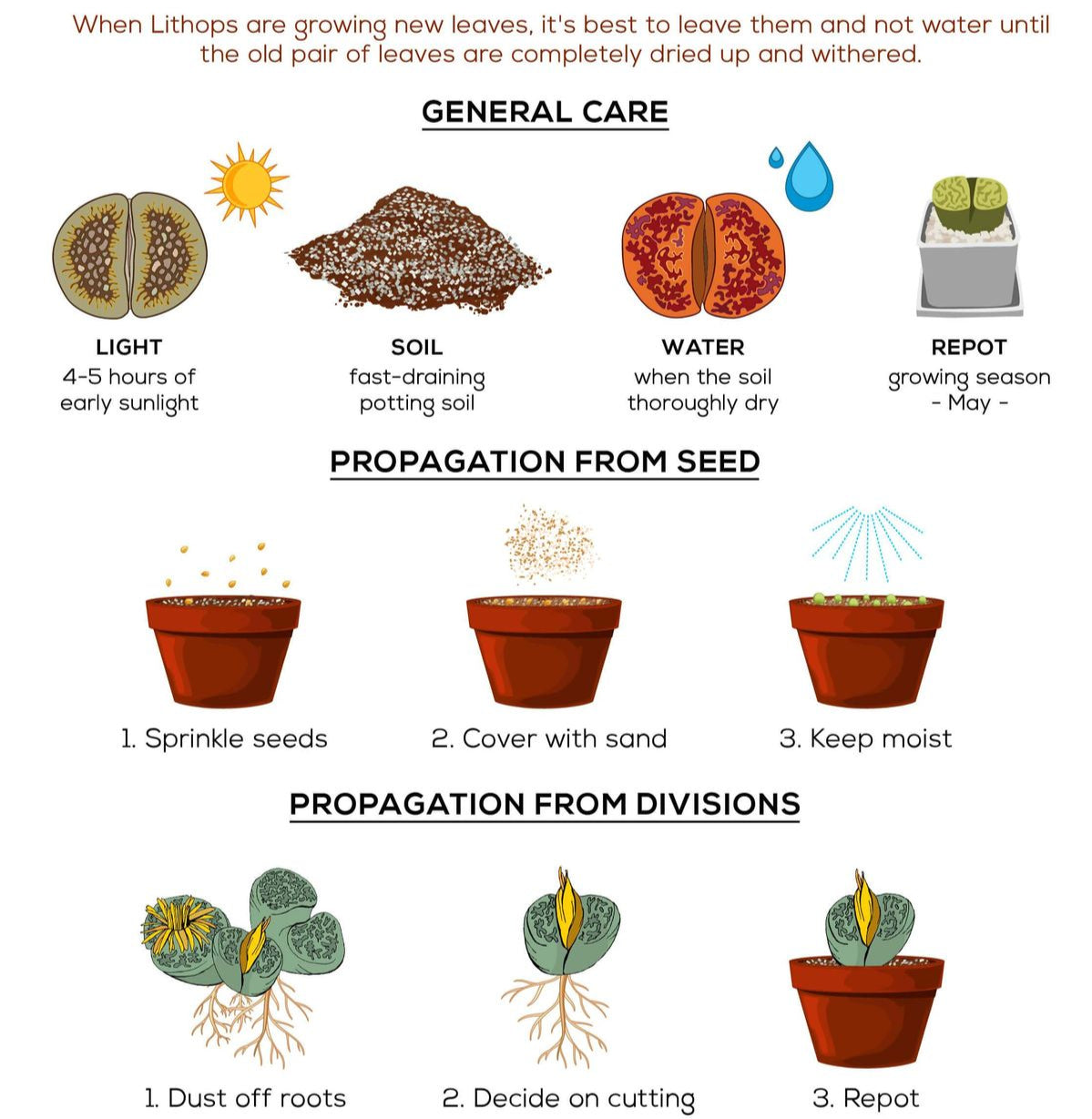 Lithops Growing Kit