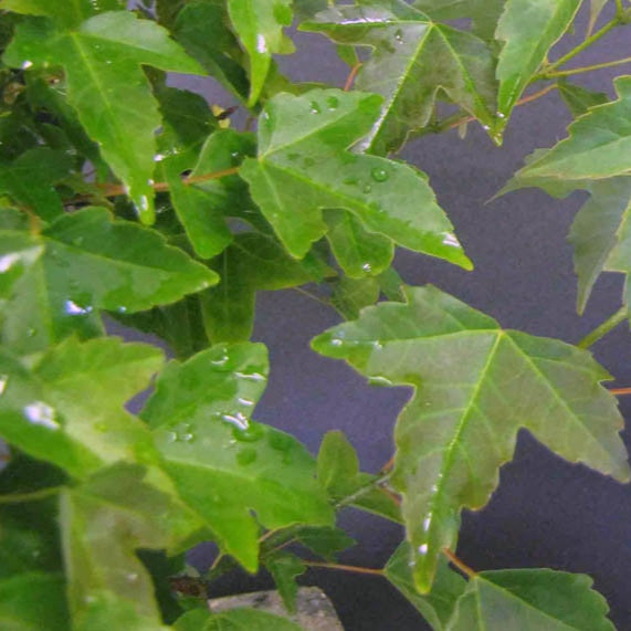 Bonsai Growing Kit - Trident Maple