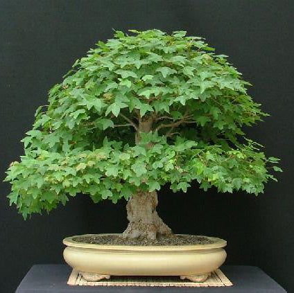 Bonsai Growing Kit - Trident Maple