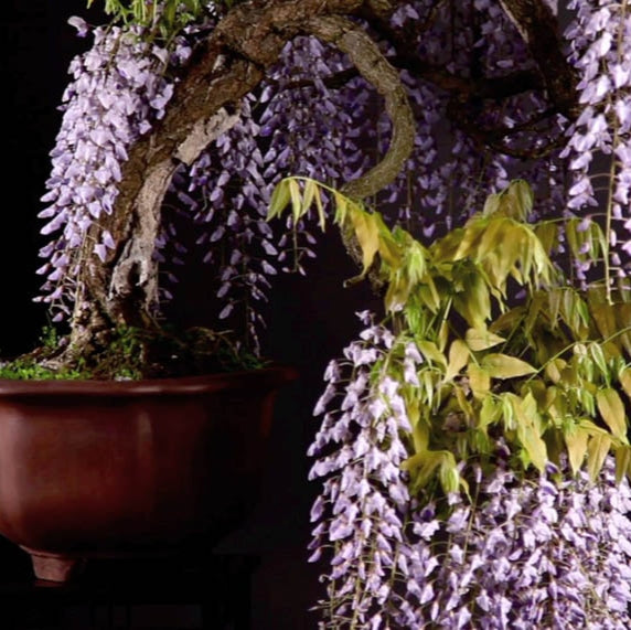 wisteria bonsai tree kit Bonsai Growing Kit