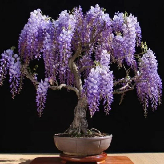 Bonsai Growing Kit - Tree Wisteria