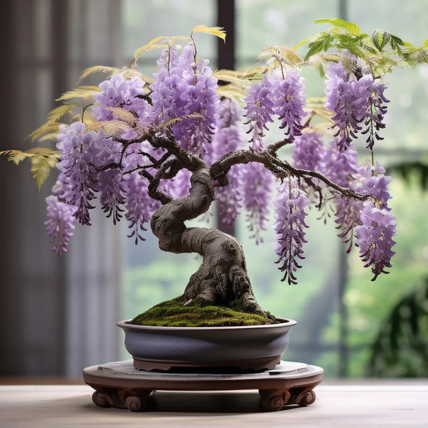 Bonsai Growing Kit