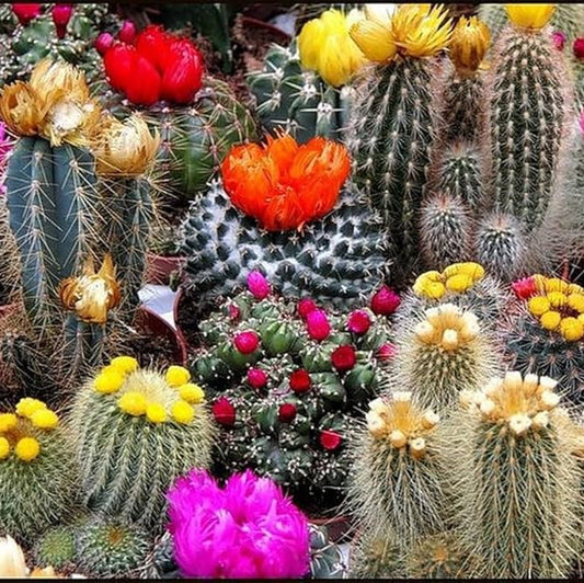 Cacti Growing Kit