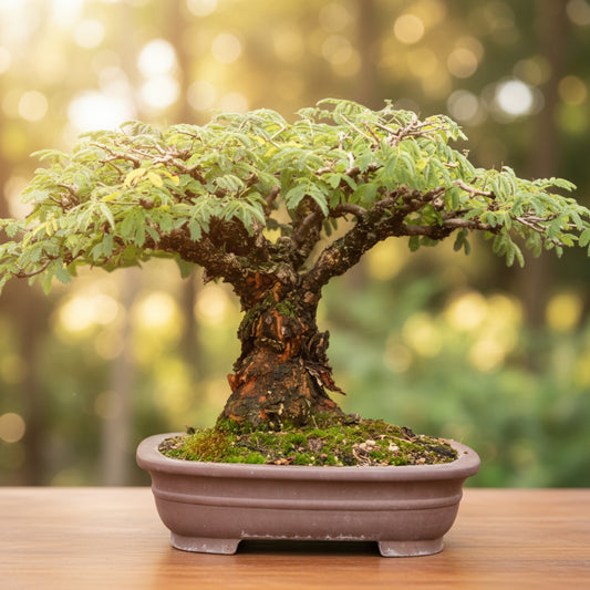 Bonsai Growing Kit - Camel Thorn
