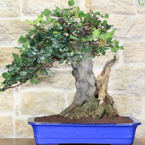 Bonsai Growing Kit - Carob Chocolate Tree