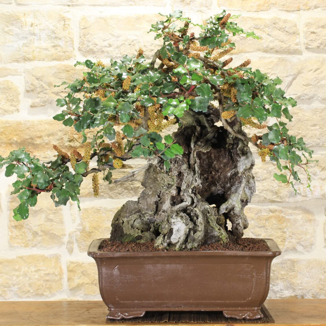 Bonsai Growing Kit - Carob Chocolate Tree