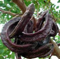 Bonsai Growing Kit - Carob Chocolate Tree
