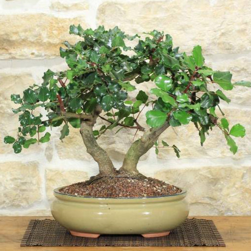 Bonsai Growing Kit - Carob Chocolate Tree