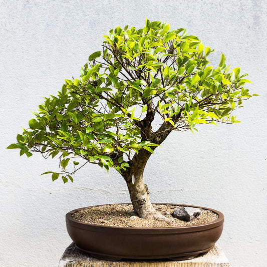 Bonsai Growing Kit - White Stinkwood / Wit Stinkhout