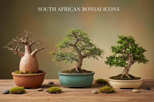 Three South African bonsai trees in pots on a wooden surface with a blurred background.