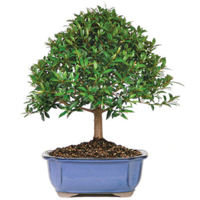 Bonsai Growing Kit - Brush Cherry