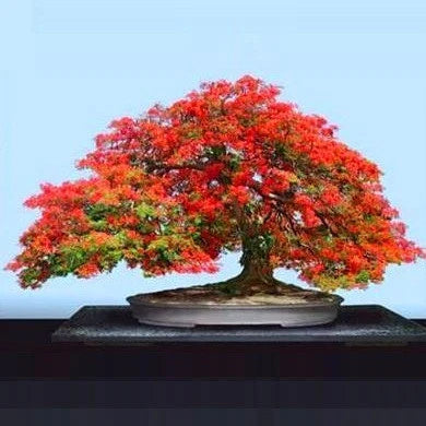 Bonsai Growing Kit - Royal Poinciana, Flamboyant, Flame Tree
