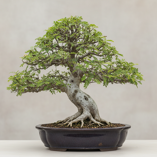 Bonsai Growing Kit - Leopard Tree, Brazilian Ironwood