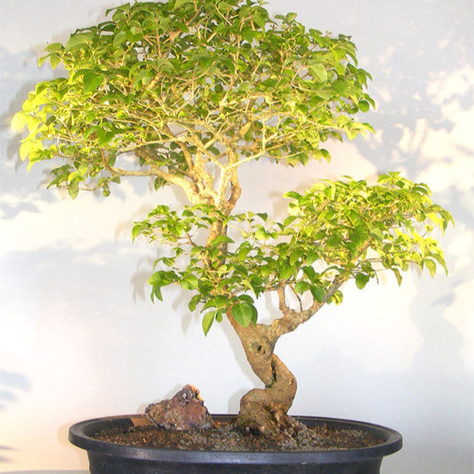 Bonsai Growing Kit - Glossy Privet
