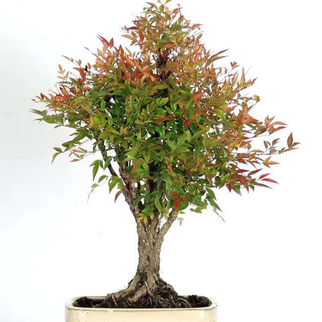 Bonsai Growing Kit - Sacred Bamboo
