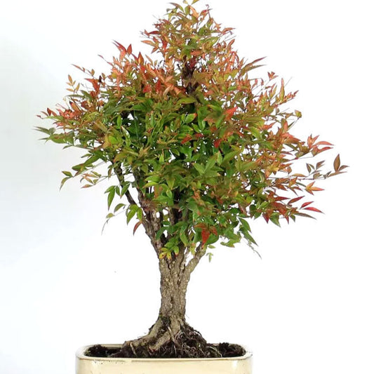 Bonsai Growing Kit - Sacred Bamboo