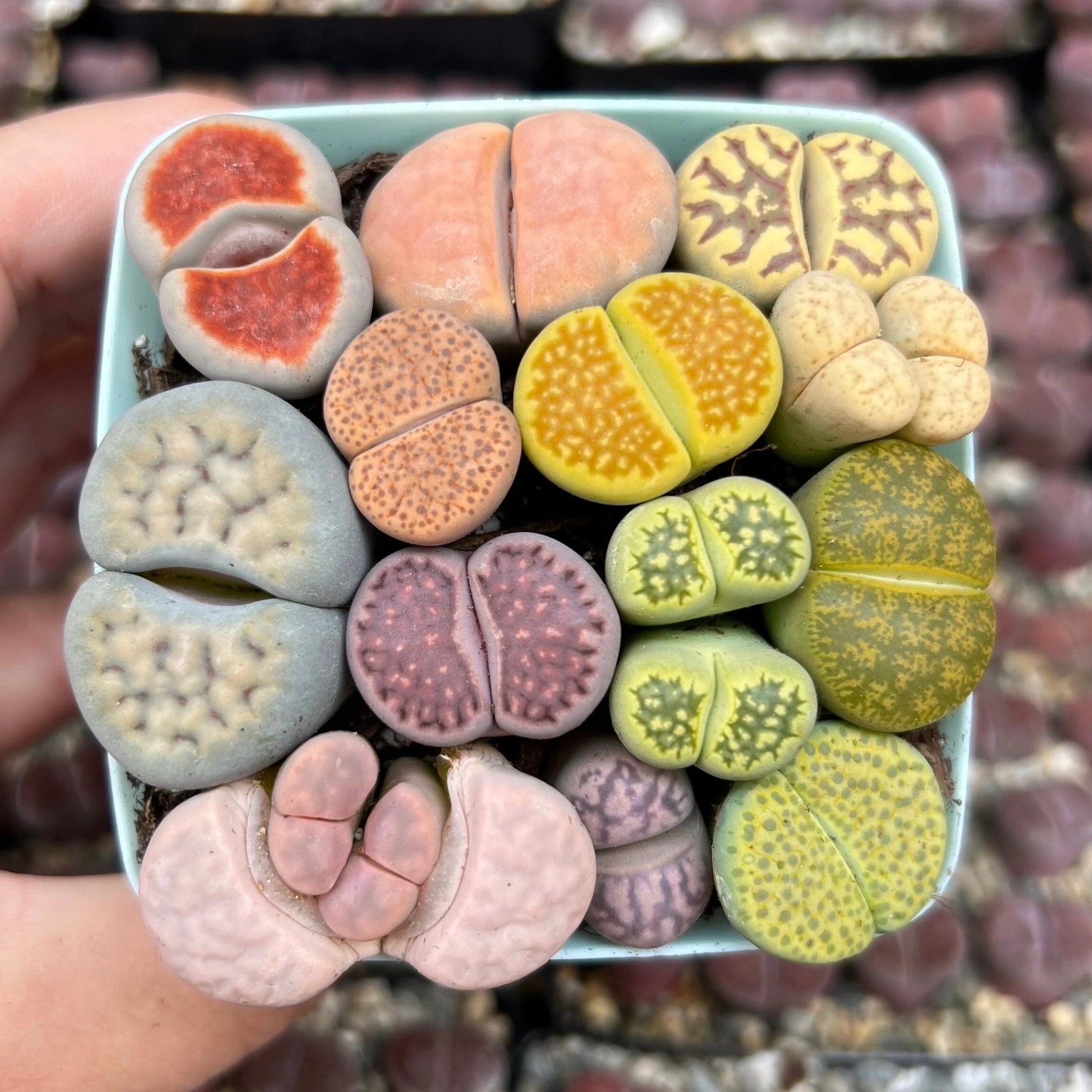 Lithops Living Stones Succulent Seeds – 100-Pack Mixed, Bonsai Cactus, Indoor/Outdoor