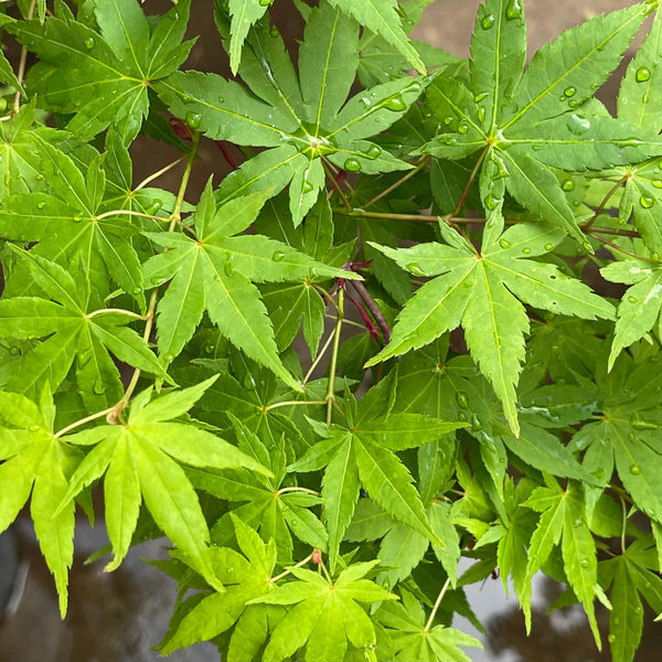 Bonsai Growing Kit - Green Japanese Maple