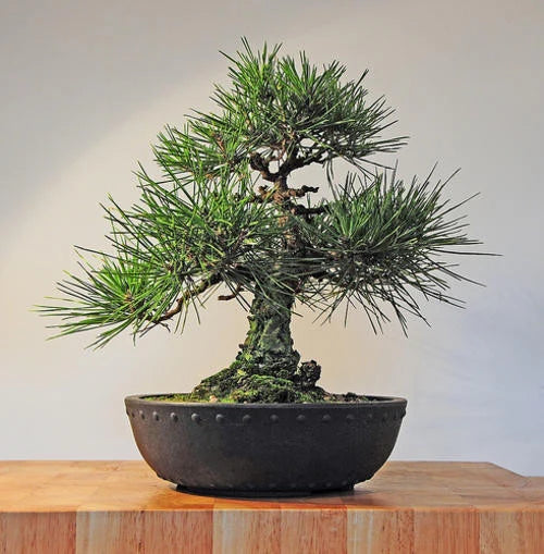 Bonsai Growing Kit - Japanese Black Pine