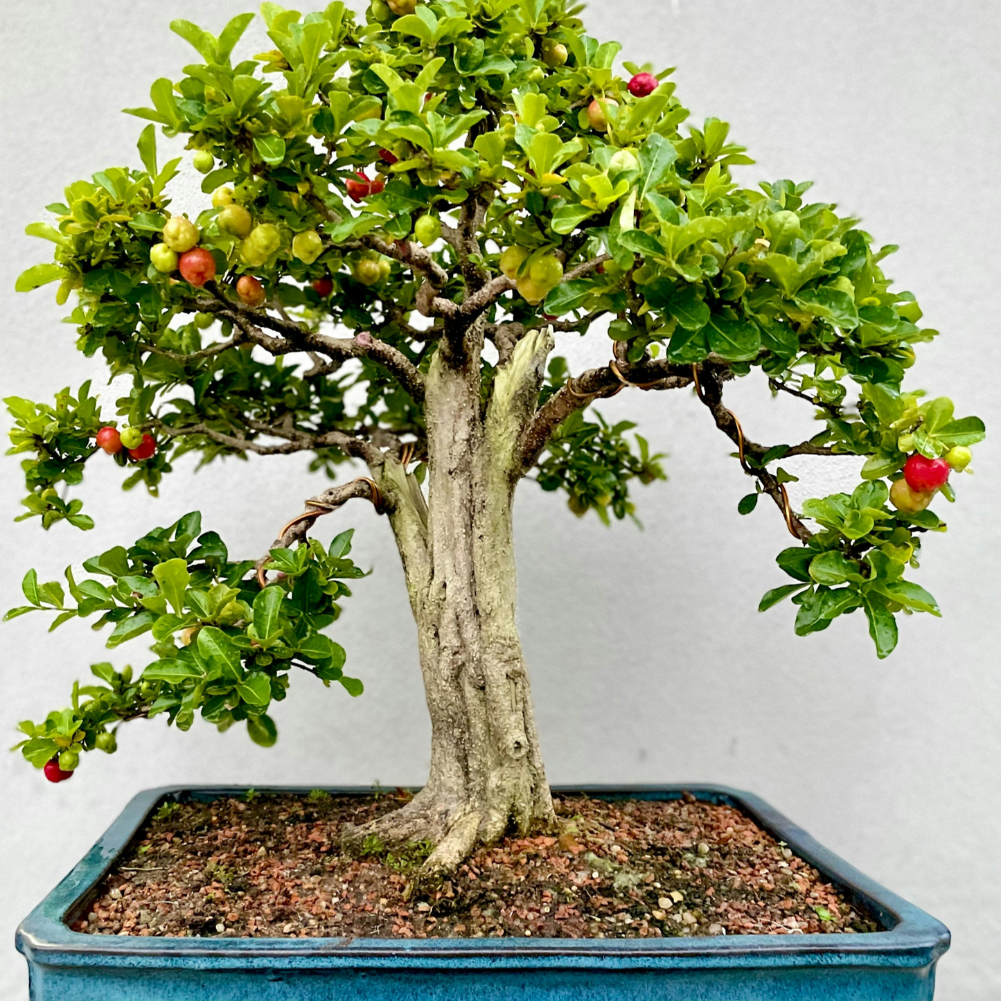 Bonsai Growing Kit - Dwarf Pomegranate Tree