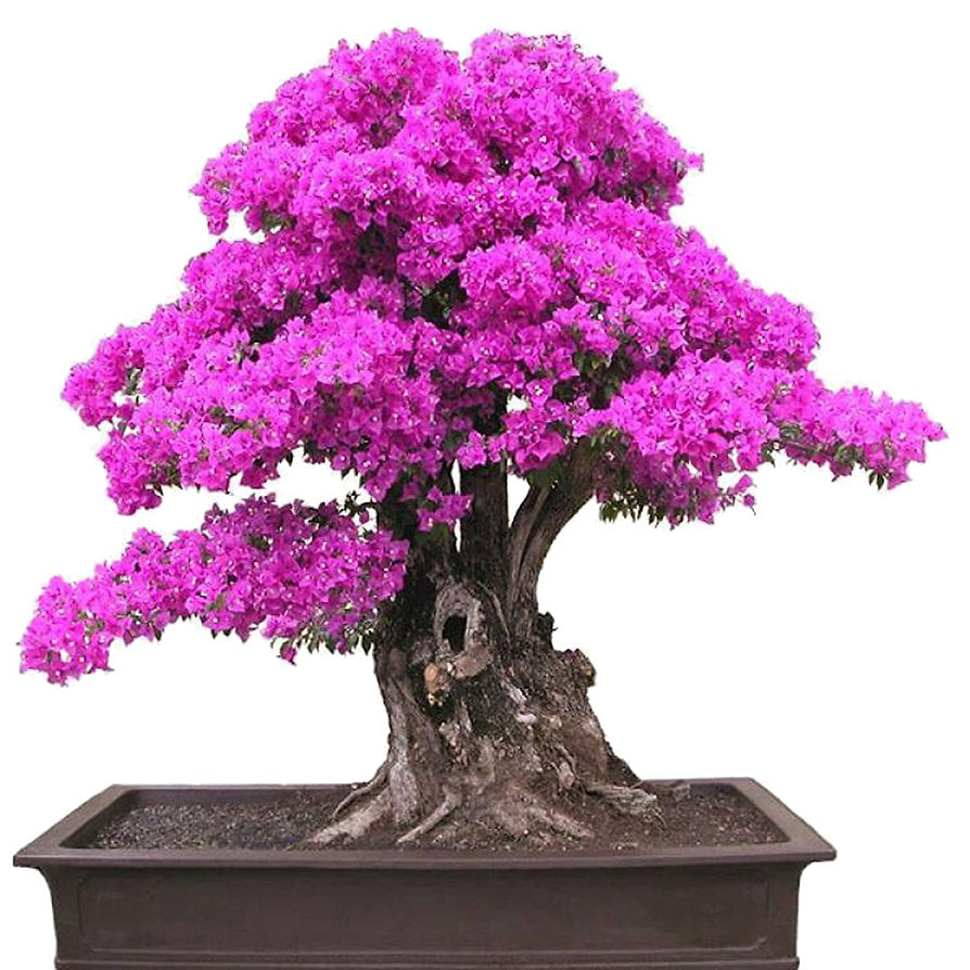 Bonsai Growing Kit - Judas Tree