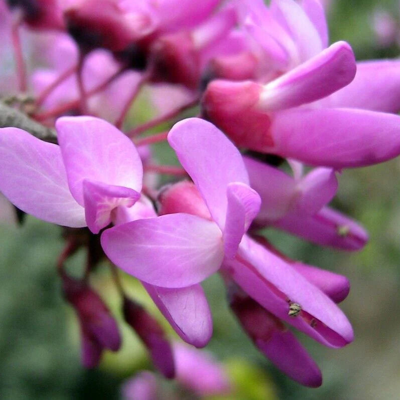 Bonsai Growing Kit - Judas Tree
