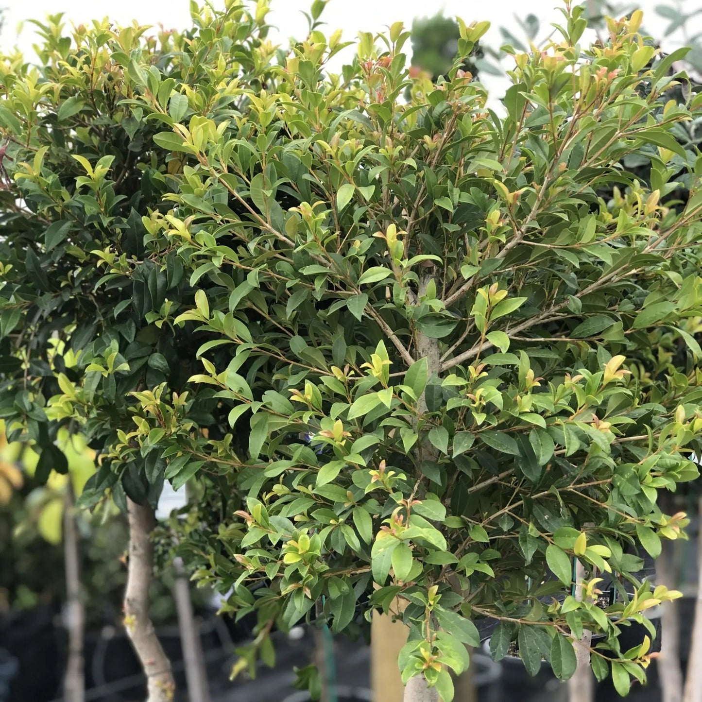 Bonsai Growing Kit - Brush Cherry