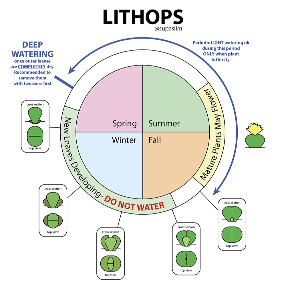 Lithops Growing Kit