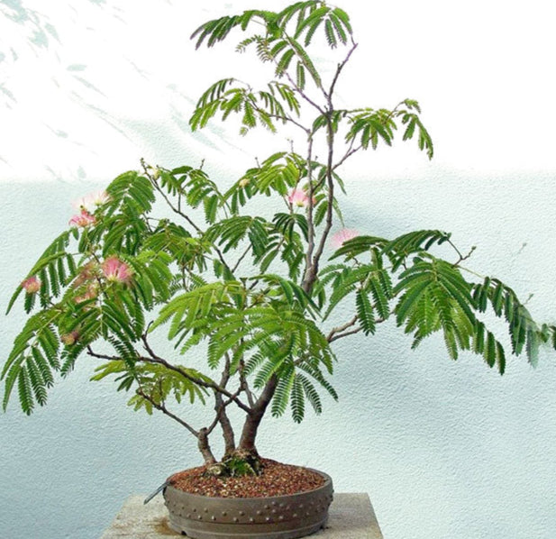 Bonsai Growing Kit - White Lead Tree/River Tamarind