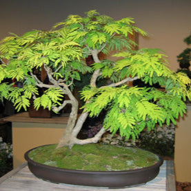 Bonsai Growing Kit - White Lead Tree/River Tamarind