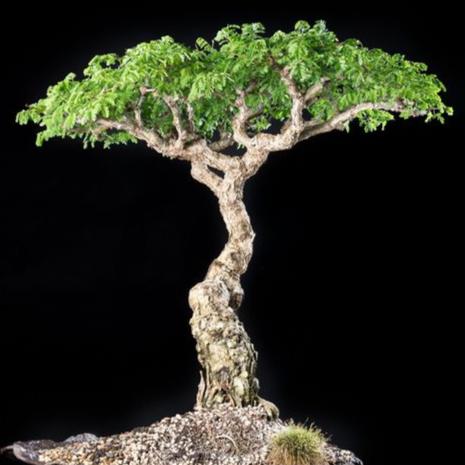 paperbark tree bonsai Bonsai Growing Kit